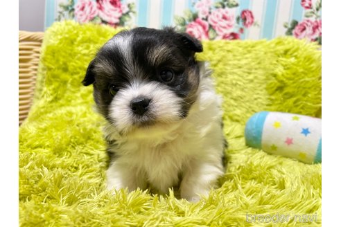 成約済の秋田県のミックス犬-311287の6枚目