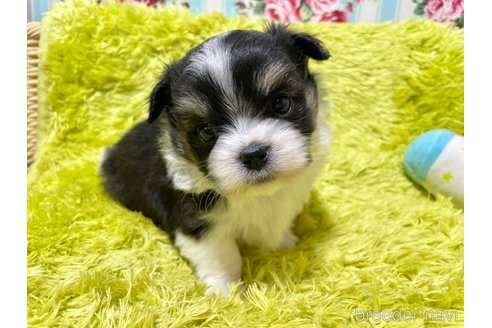 成約済の秋田県のミックス犬-311287の8枚目