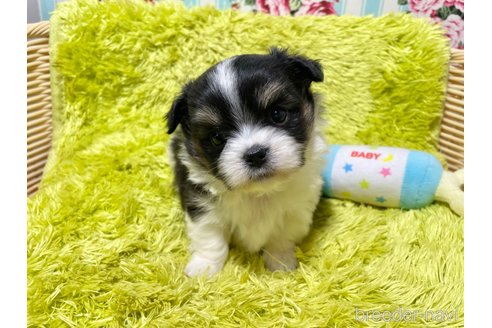 成約済の秋田県のミックス犬-311287の9枚目