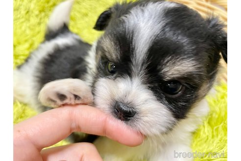 成約済の秋田県のミックス犬-311287の3枚目