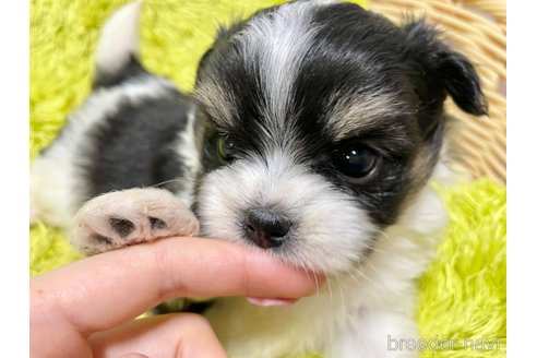 成約済の秋田県のミックス犬-311287の4枚目