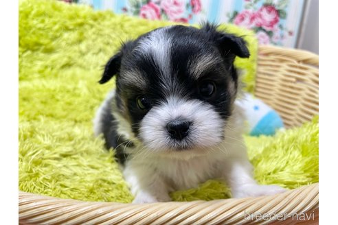 成約済の秋田県のミックス犬-311287の5枚目