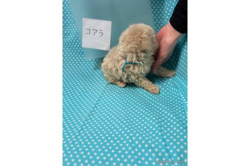 成約済の北海道のビションプー:ビションフリーゼ×トイプードル-311291の4枚目