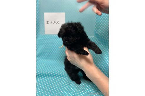 成約済の北海道のポメプー:ポメラニアン×トイプードル-311293の4枚目