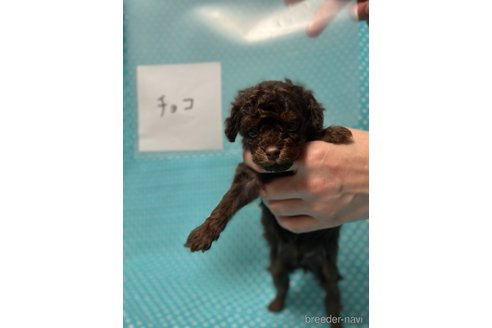成約済の北海道のダップー:ミニチュアダックスフンド×トイプードル-311294の4枚目