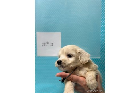 販売中の北海道のミックス犬-311295の4枚目