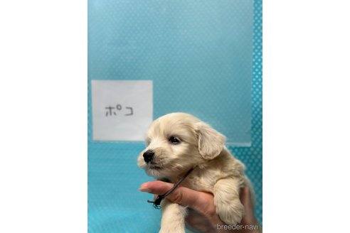 成約済の北海道のミックス犬-311295の4枚目
