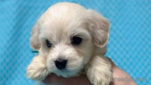 成約済の北海道のミックス犬-311296の1枚目