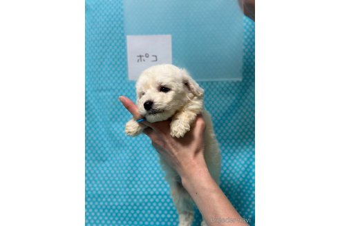 成約済の北海道のミックス犬-311297の5枚目