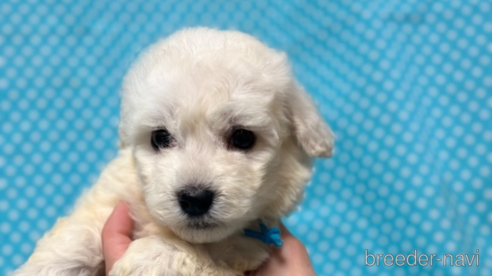 成約済の北海道のミックス犬-311297の4枚目