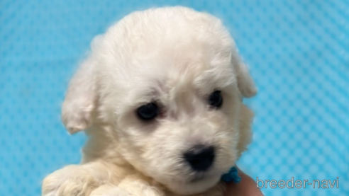 成約済の北海道のミックス犬-311297の3枚目