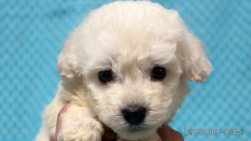 成約済の北海道のミックス犬-311297の1枚目