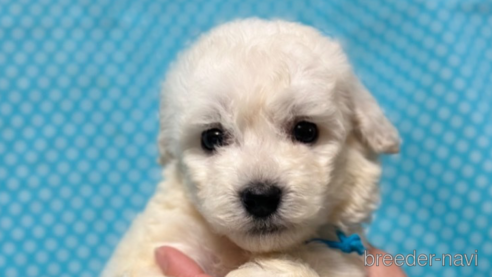 成約済の北海道のミックス犬-311297の2枚目