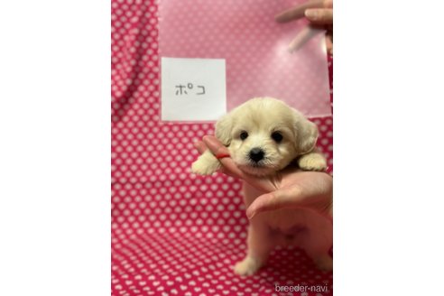 成約済の北海道のミックス犬-311298の4枚目