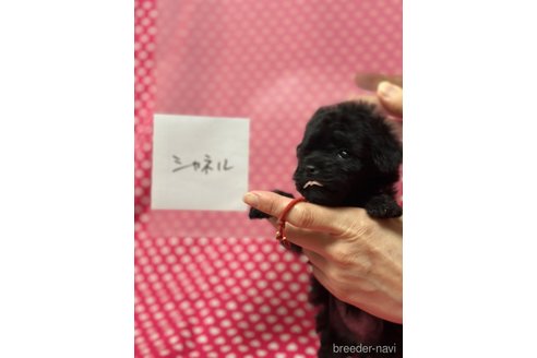 成約済の北海道のダップー:ミニチュアダックスフンド×トイプードル-311299の4枚目
