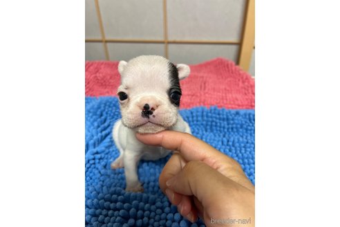 成約済の熊本県のフレンチブルドッグ-311304の1枚目
