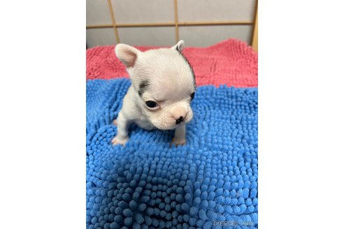 成約済の熊本県のフレンチブルドッグ-311304の3枚目