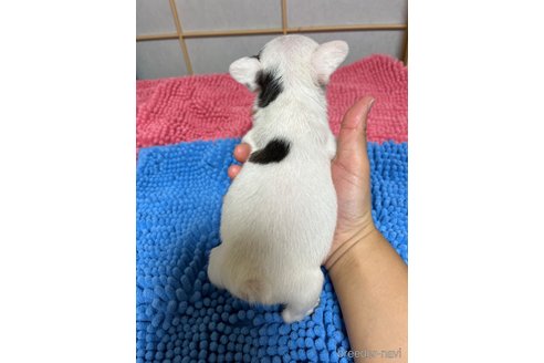 成約済の熊本県のフレンチブルドッグ-311304の2枚目