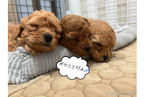 成約済の滋賀県のトイプードル-310731の6枚目