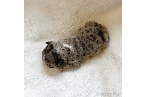 成約済の山口県のフレンチブルドッグ-311318の19枚目