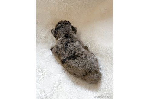 成約済の山口県のフレンチブルドッグ-311321の10枚目