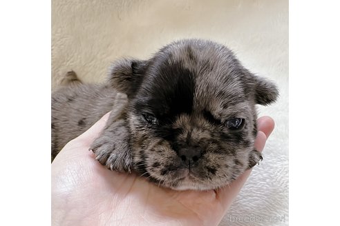 成約済の山口県のフレンチブルドッグ-311321の8枚目