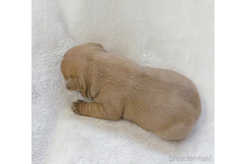 成約済の山口県のフレンチブルドッグ-311323の15枚目