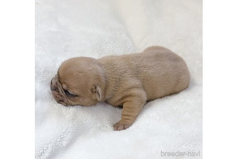 成約済の山口県のフレンチブルドッグ-311323の14枚目