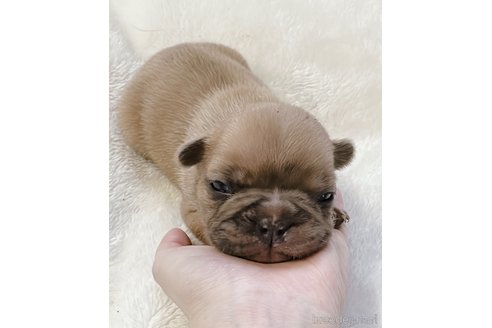 成約済の山口県のフレンチブルドッグ-311323の13枚目