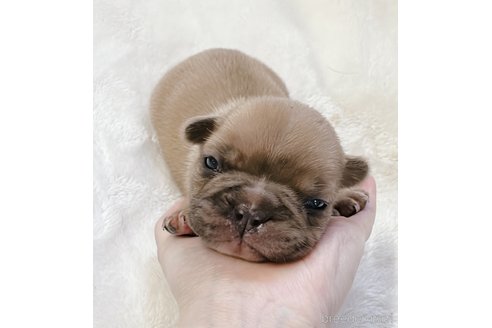 成約済の山口県のフレンチブルドッグ-311323の12枚目