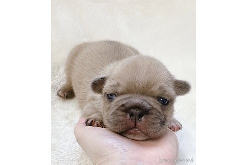 成約済の山口県のフレンチブルドッグ-311327の11枚目