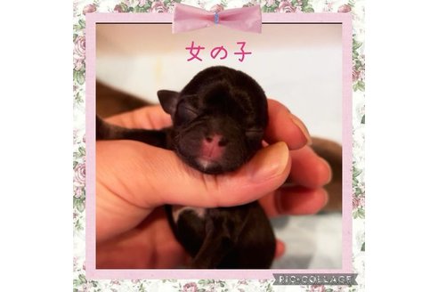 成約済の静岡県のチワワ(スムースコート)-311331の6枚目
