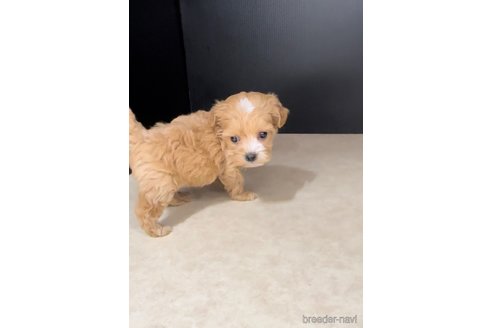 成約済の福岡県のマルプー:マルチーズ×トイプードル-308725の2枚目