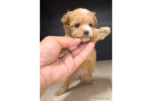 成約済の福岡県のマルプー:マルチーズ×トイプードル-308725の3枚目