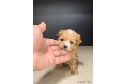 成約済の福岡県のマルプー:マルチーズ×トイプードル-308725の4枚目