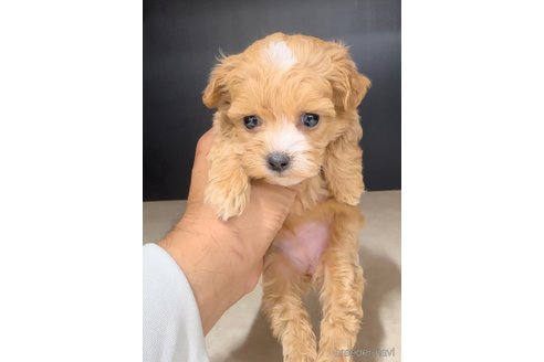 成約済の福岡県のマルプー:マルチーズ×トイプードル-308725の5枚目