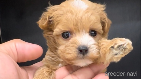 成約済の福岡県のマルプー:マルチーズ×トイプードル-308725の1枚目