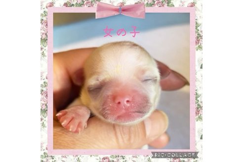成約済の静岡県のチワワ(ロングコート)-311339の6枚目