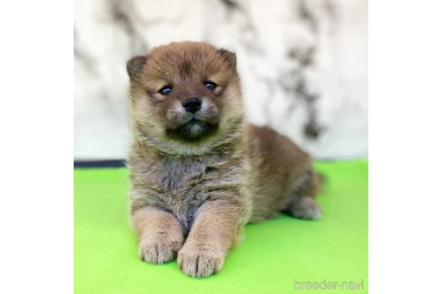 販売中の茨城県のミックス犬-310247の4枚目