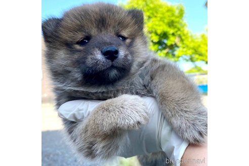 販売中の茨城県のミックス犬-310247の2枚目