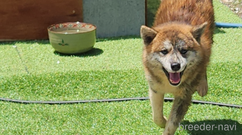 販売中の福岡県のミックス犬-248708の1枚目