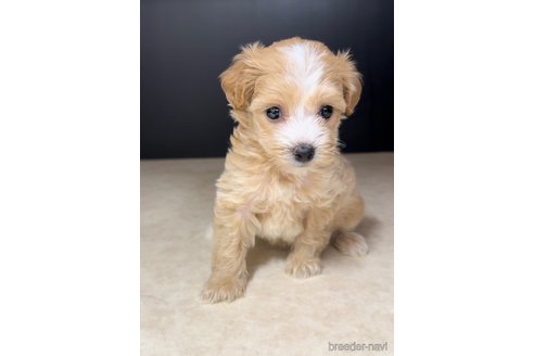 成約済の福岡県のマルプー:マルチーズ×トイプードル-308730の2枚目