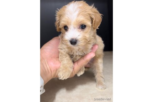 成約済の福岡県のマルプー:マルチーズ×トイプードル-308730の3枚目