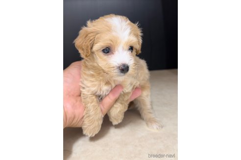 成約済の福岡県のマルプー:マルチーズ×トイプードル-308730の4枚目