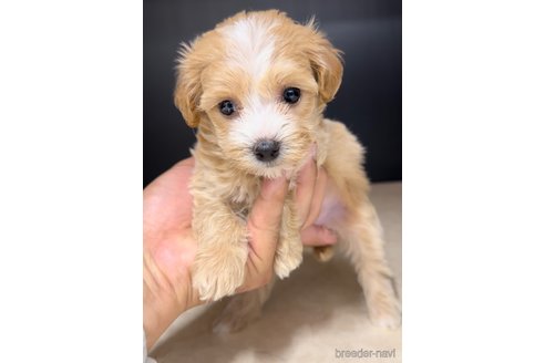 成約済の福岡県のマルプー:マルチーズ×トイプードル-308730の5枚目