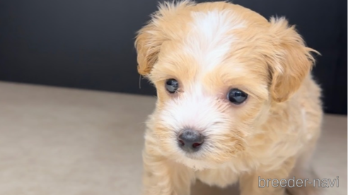 成約済の福岡県のマルプー:マルチーズ×トイプードル-308730