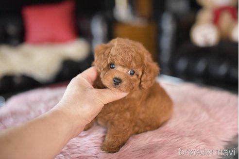 成約済の茨城県のトイプードル-311354の5枚目