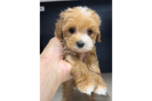 成約済の福岡県のマルプー:マルチーズ×トイプードル-308733の5枚目