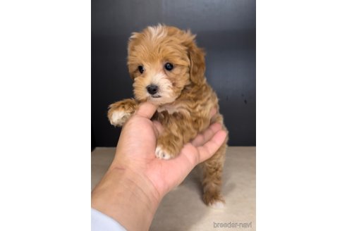 成約済の福岡県のマルプー:マルチーズ×トイプードル-308733の2枚目