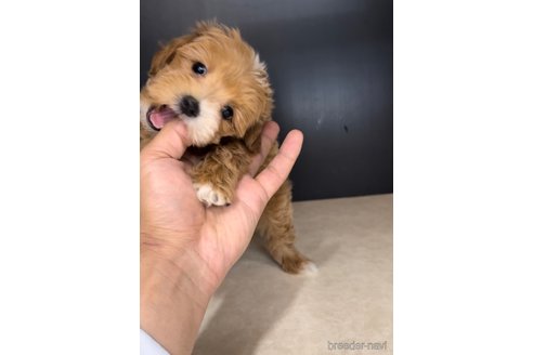 成約済の福岡県のマルプー:マルチーズ×トイプードル-308733の3枚目